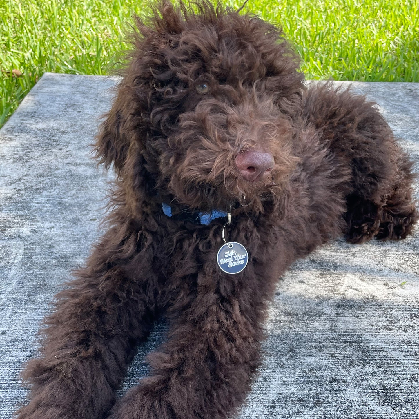 Mr. Steal Your Socks