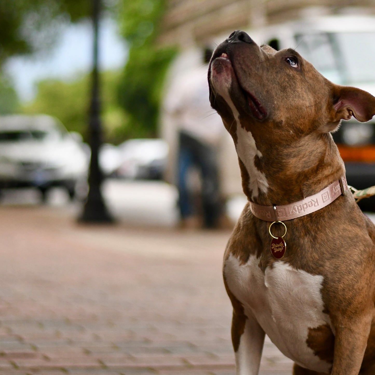 Brindle Baby